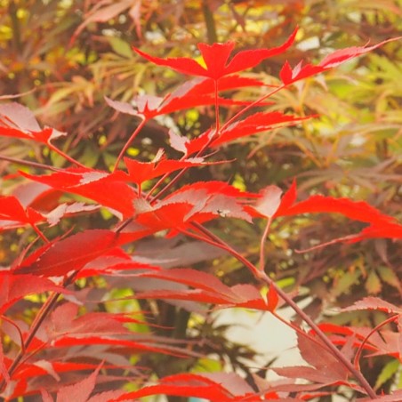 érable "Fireglow", feuilles en été