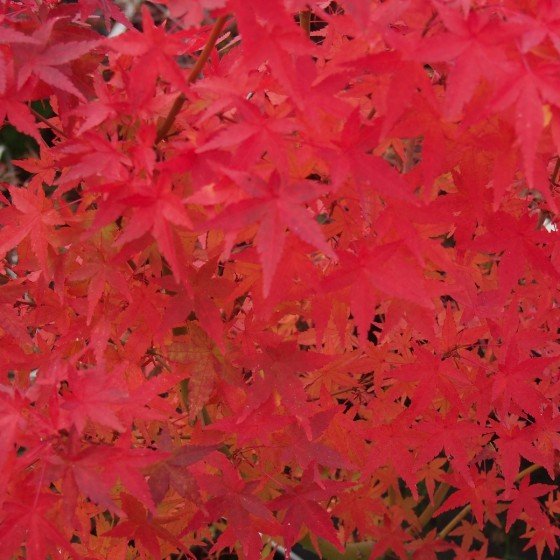 Érable du japon "Ueno Yama", automne