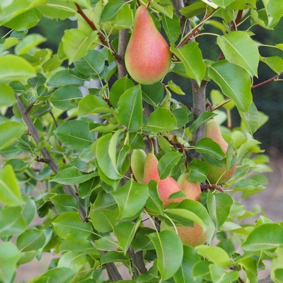 Poirier "Poire du Curé"