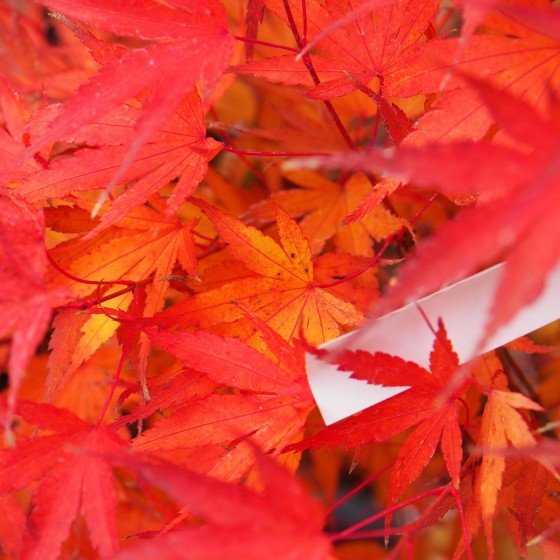 Érable du japon "Arakawa" en automne