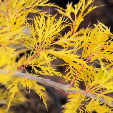 Érable du japon "Shinonome", en automne.