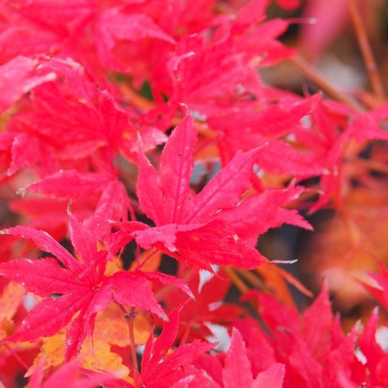 Érable du japon "Aka Shigitatsu Sawa", en automne
