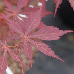 Érable du japon "Sumi Nagashi", feuille au printemps