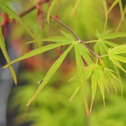 Érable du japon "Linearilobum", feuilles rubanées