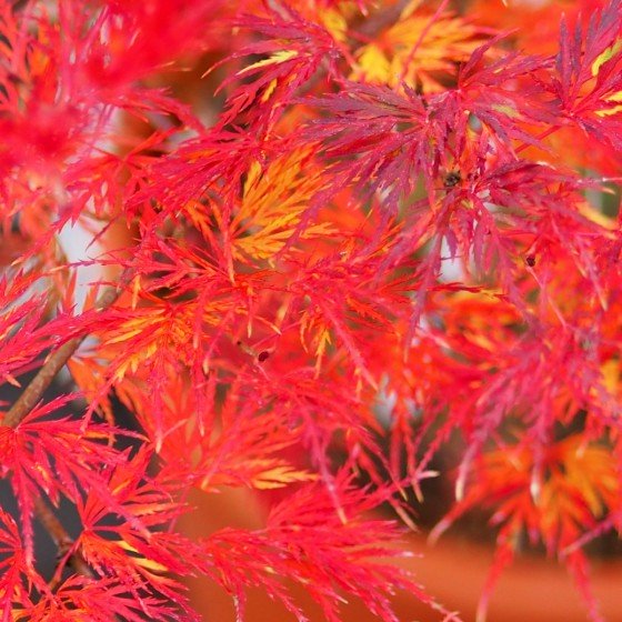 érable du japon Emerald lace
