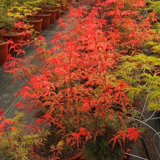 Érable du japon "Jerre Schwartz", au printemps