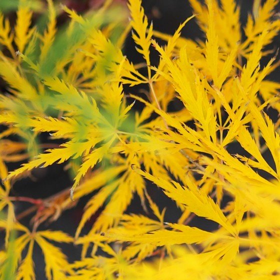 érable du japon Flavescens en automne