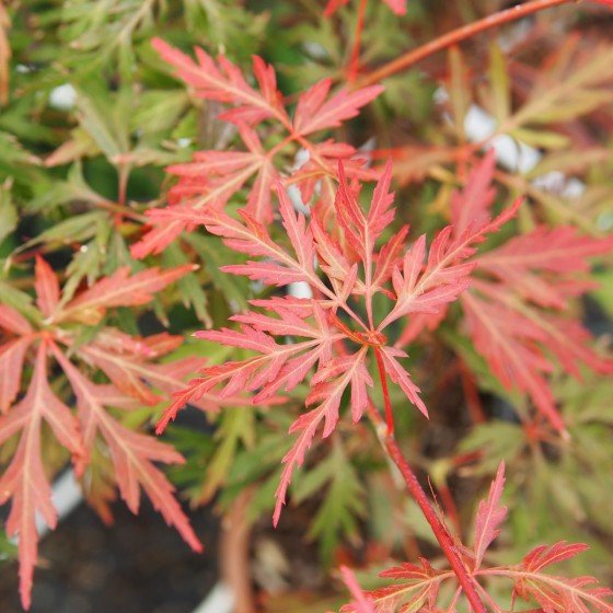 érable du japon "Orangeola" au printemps