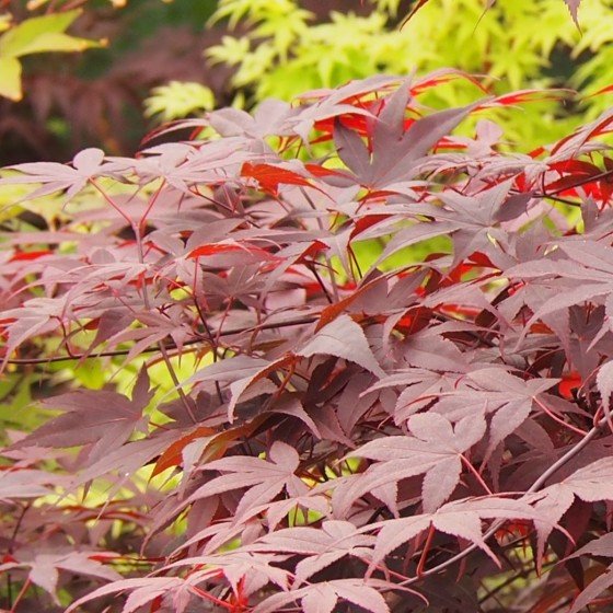 érable du japon "Bloodgood" au printemps