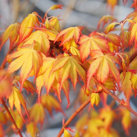 érable du japon "Katsura" au printemps