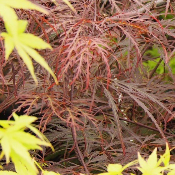 Érable du japon "Crimson queen", feuilles découpées